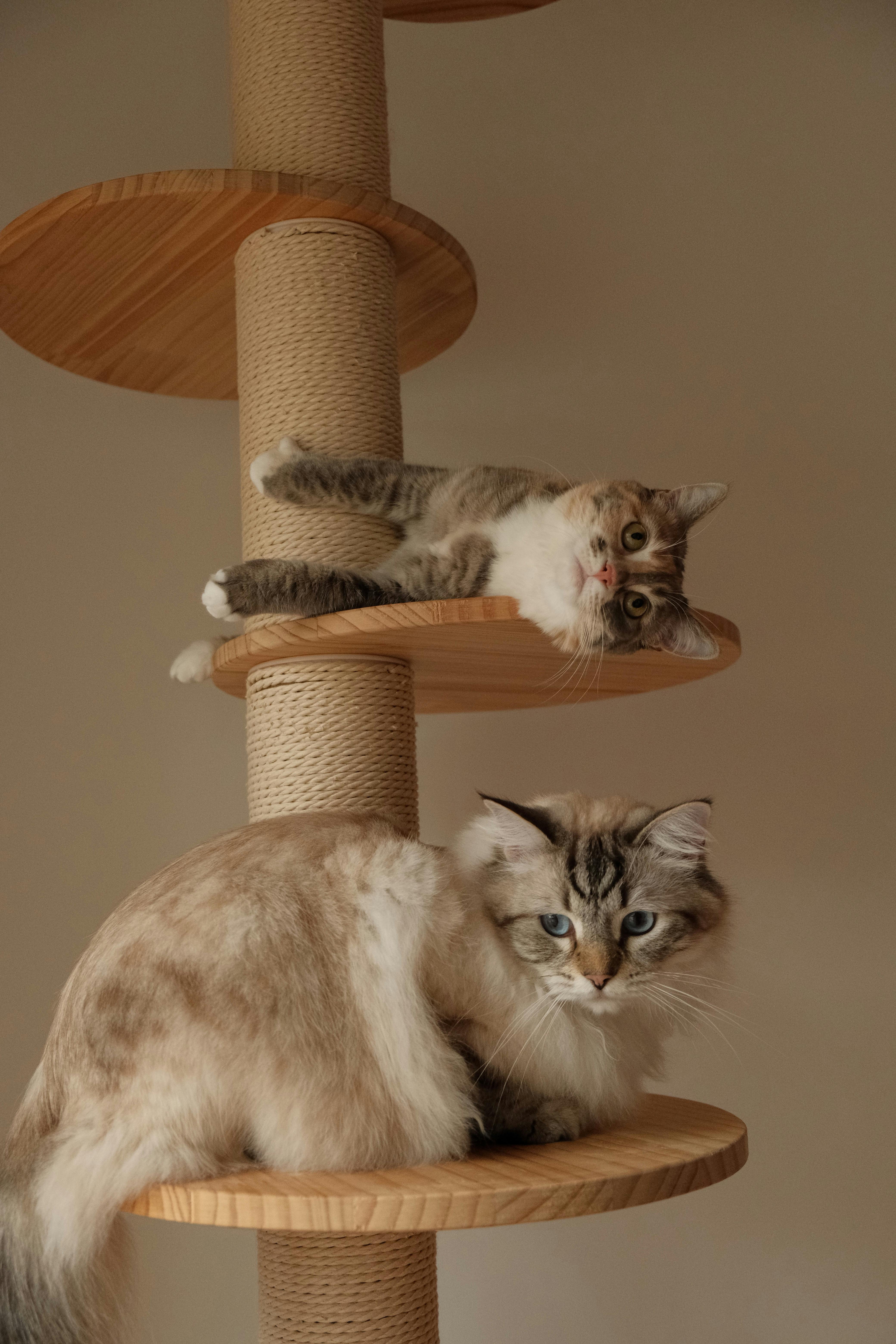 Pets